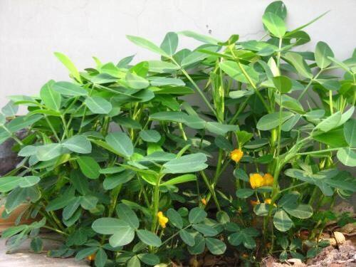 盆栽花生 9cef0745273a4a259c3c680a5a8f4503.jpeg