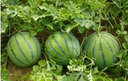 西瓜怎么种植才能结瓜 9e6c176f347f4edba6c70f974de6622f.jpeg