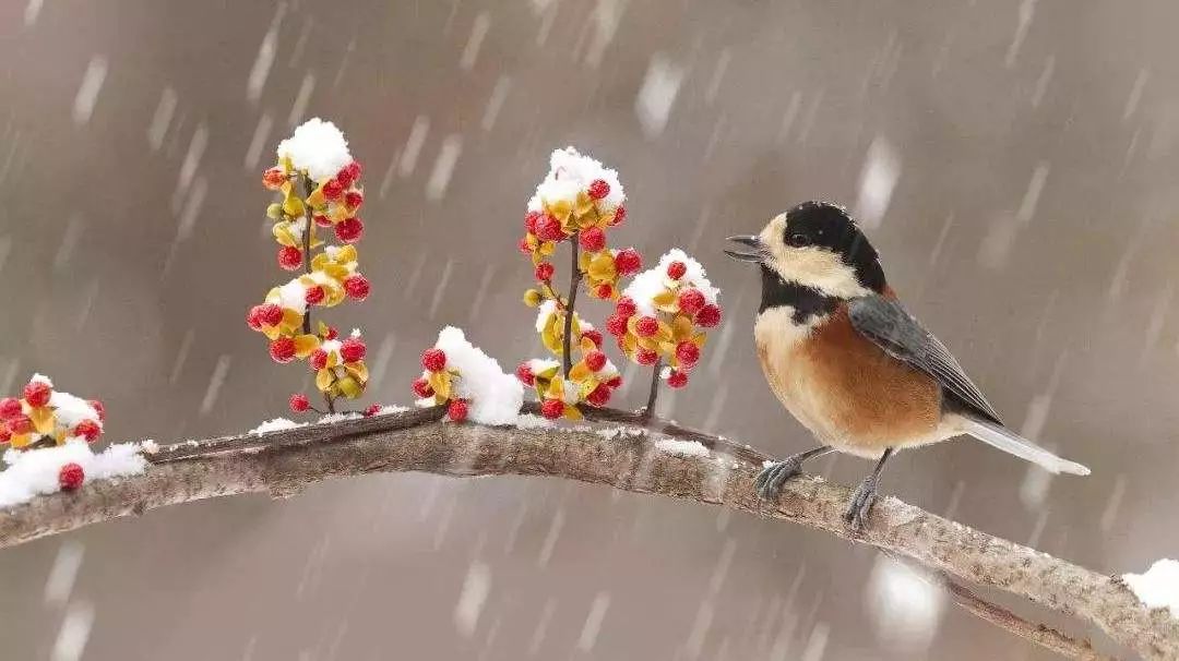 节气 大雪:至此而雪盛也