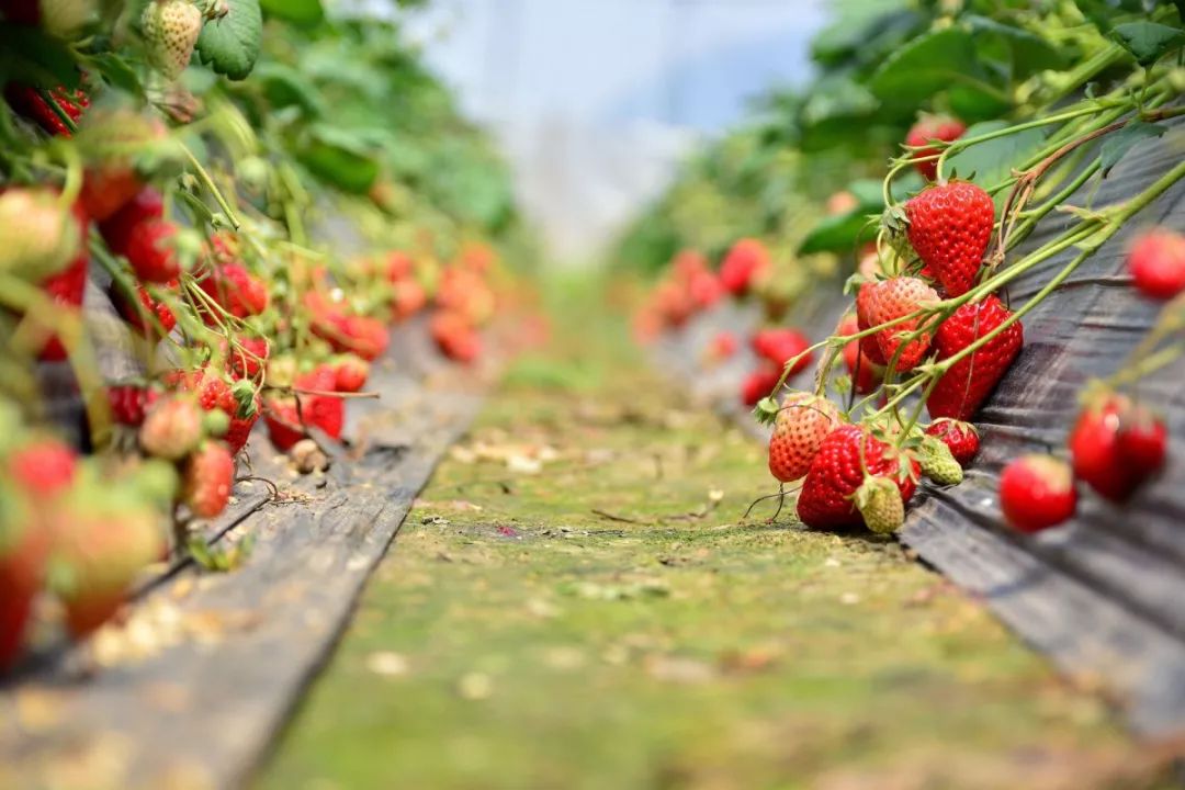 草莓季来了!深圳草莓地最新汇总!价格,路线都给你安排好啦!
