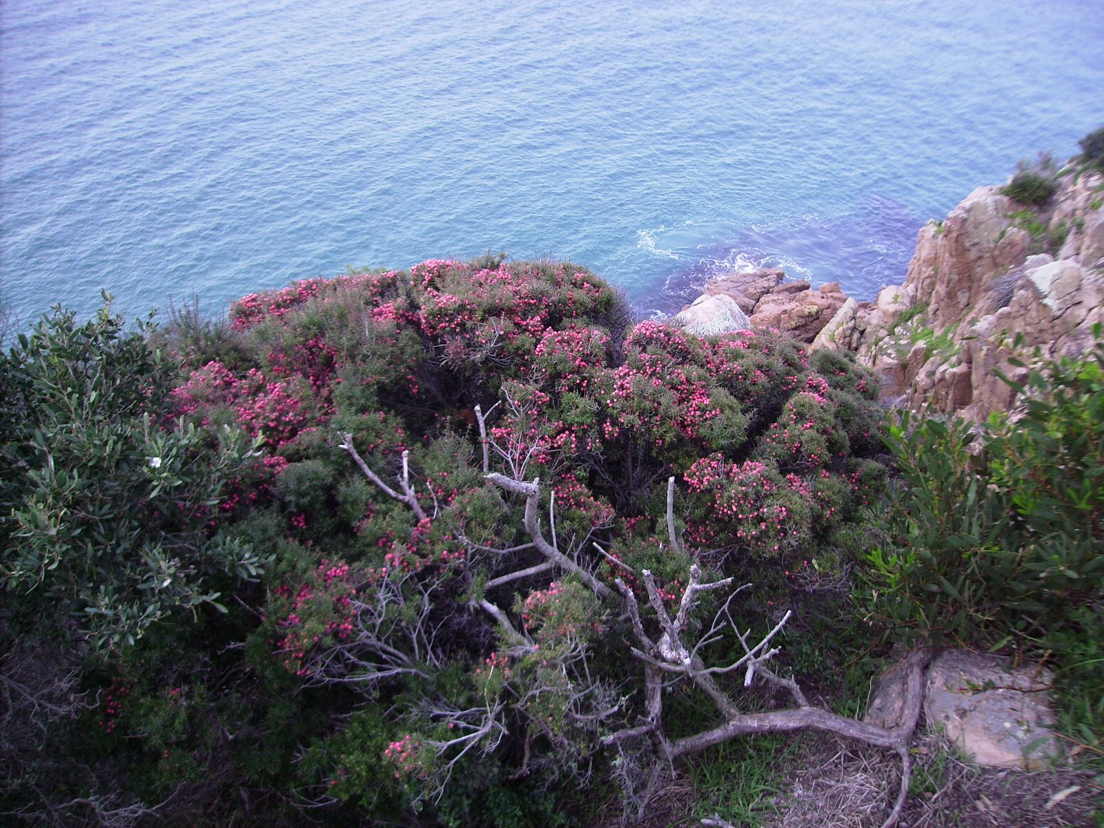 到此一遊丨打卡動物「天堂」菲利普島，東袋貍了解一下？ 寵物 第2張