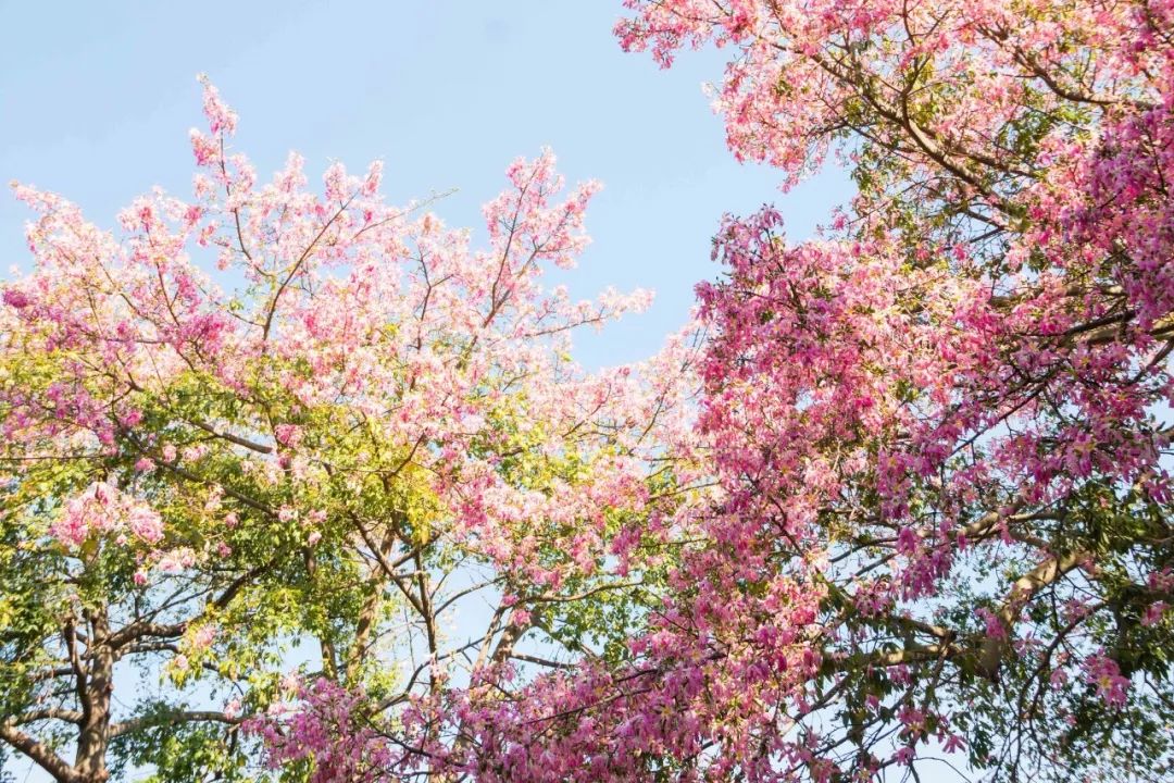 相隔不远,木棉花开得正艳 在蓝天的映衬下 花开时 一片粉色,层林尽染