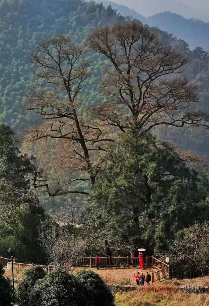 大古树群的原章水镇茅镬村变身而来,已成为四明山区域生态旅游新亮点