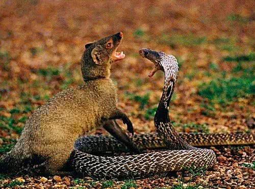 一种弱小呆萌的动物,却是毒蛇的天敌,吃蛇如同吃 面条