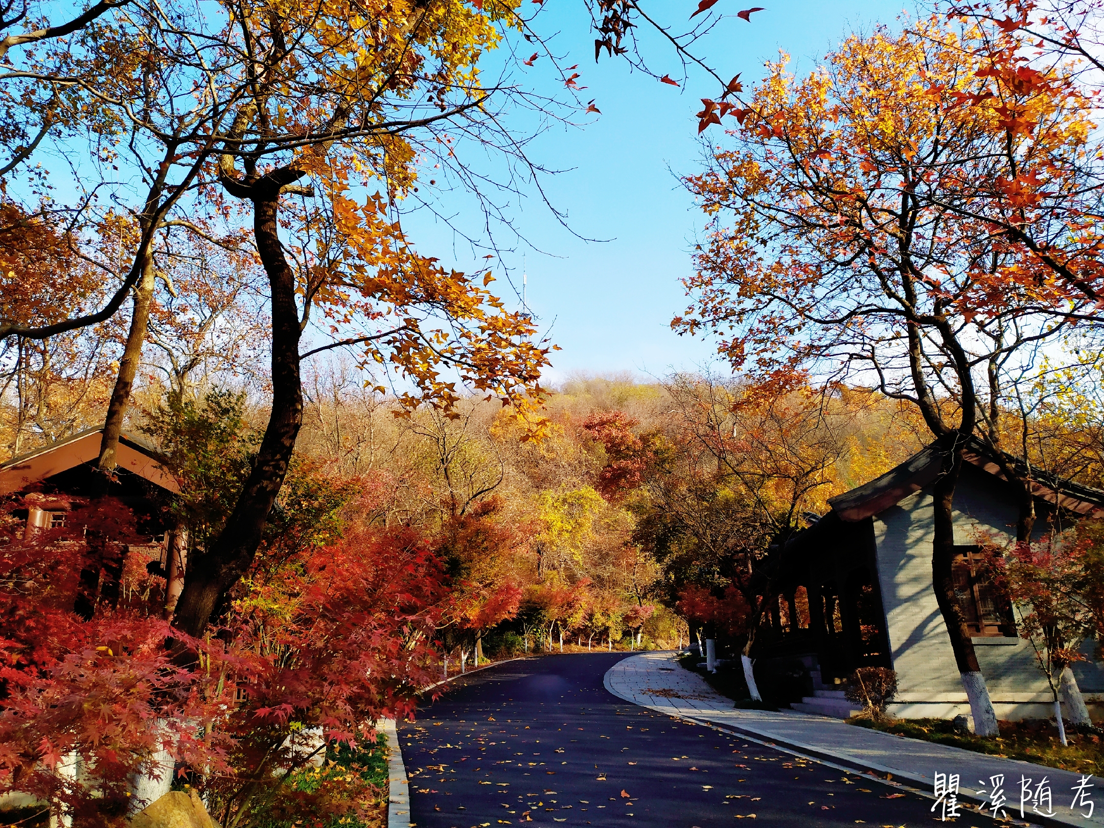 南京栖霞山层林尽染,"枫"光无限,游客纷至沓来观赏美景_景区