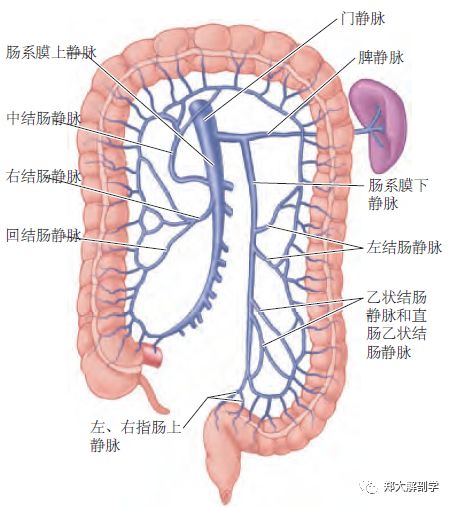 阑尾的淋巴管汇入阑尾系膜内的淋巴结和沿回盲动脉分布的回盲部淋巴结