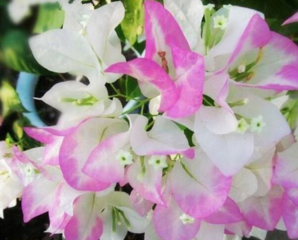 原创喜欢三角梅,不妨养"开花机器"口红三角梅,全年爆花绚丽多姿