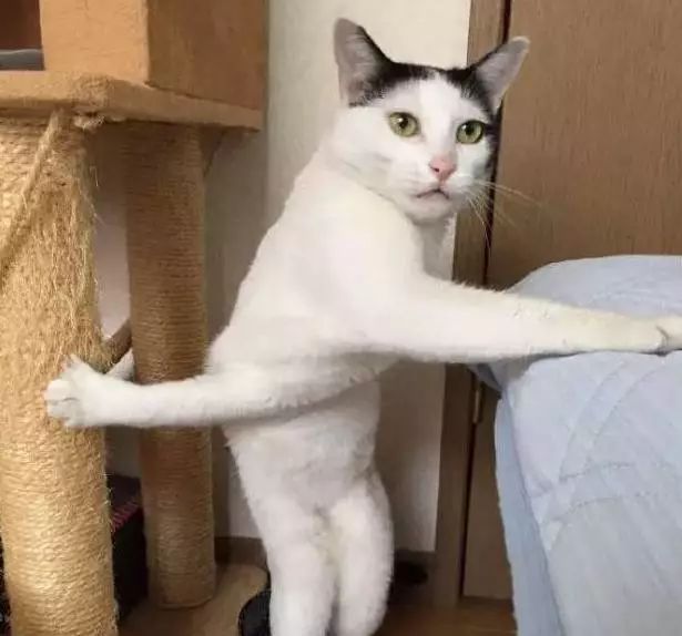 宠物趣闻 | 就说这只猫咪搞笑不!