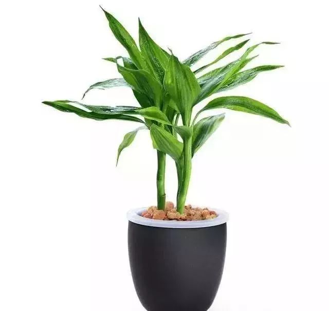 富贵竹几天喷一次水 4d0816b45288469db90b2b2827713ea0.jpeg