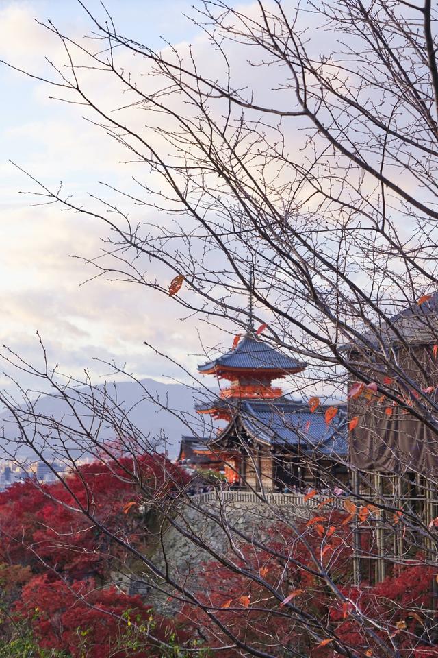 2019日本赏枫攻略:从京都到奈良,从红枫到居酒