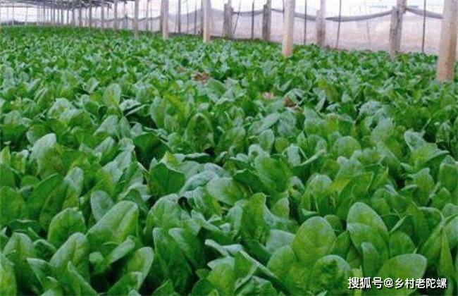 菠菜种植视频播放 6772f4ea16904e7c8ee1cecfd41c789b.jpeg