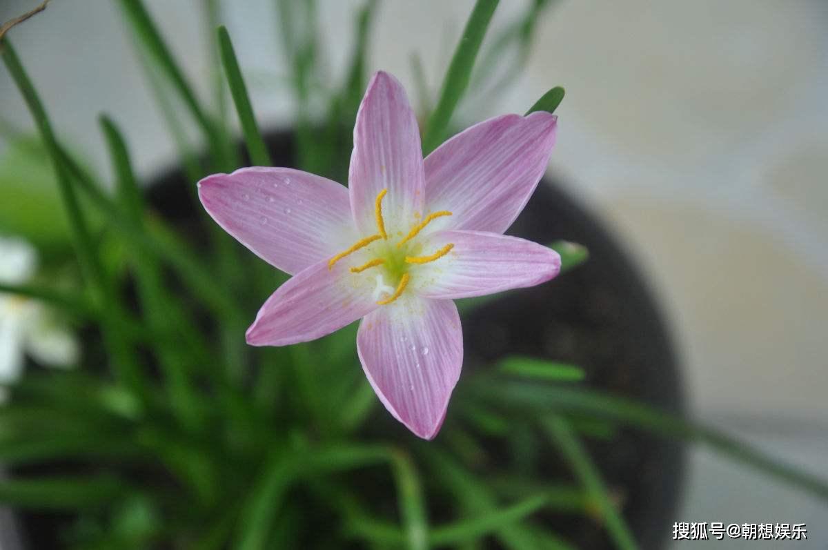 风雨兰怎么才能开花多 6a46f908bae74a168073a3003dfae66d.jpeg