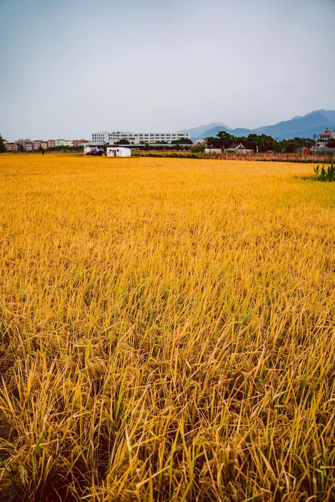 这里有30万株菊花,金色稻田.美成