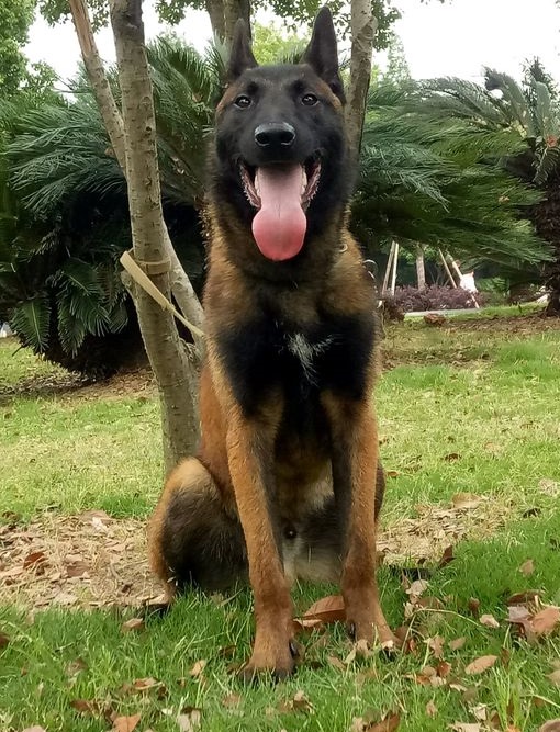 malinois),又称马利诺斯犬,原产地比利时,是唯一的比利时短毛牧羊犬