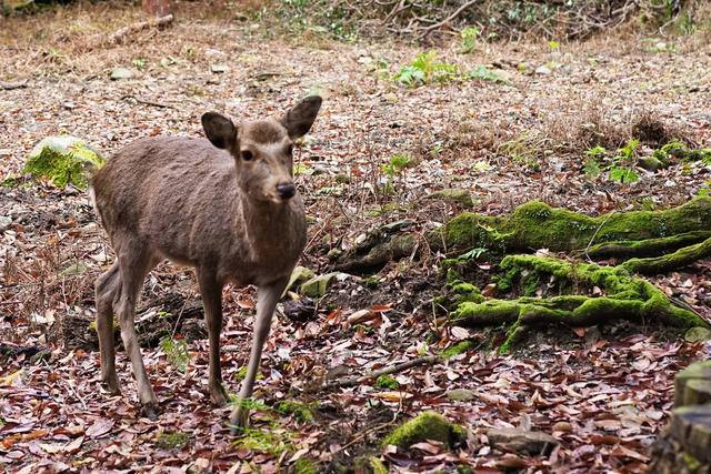2019日本赏枫攻略:从京都到奈良,从红枫到居酒