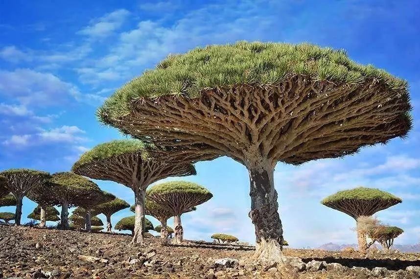 全球最美的10棵树木，最后一个美了千年，只需一眼便沦陷