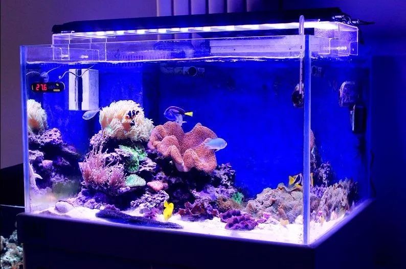 小鱼怎么养在鱼缸 85131aae106e41feb8932dea215dc984.jpeg