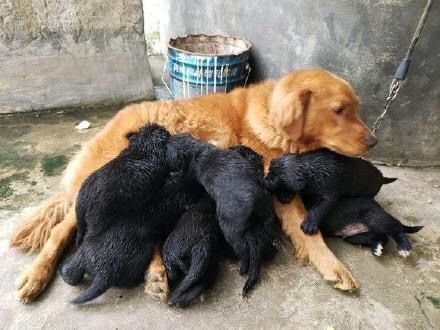 梦魇边缘，解读做梦梦见被黑狗咬屁股的深层含义