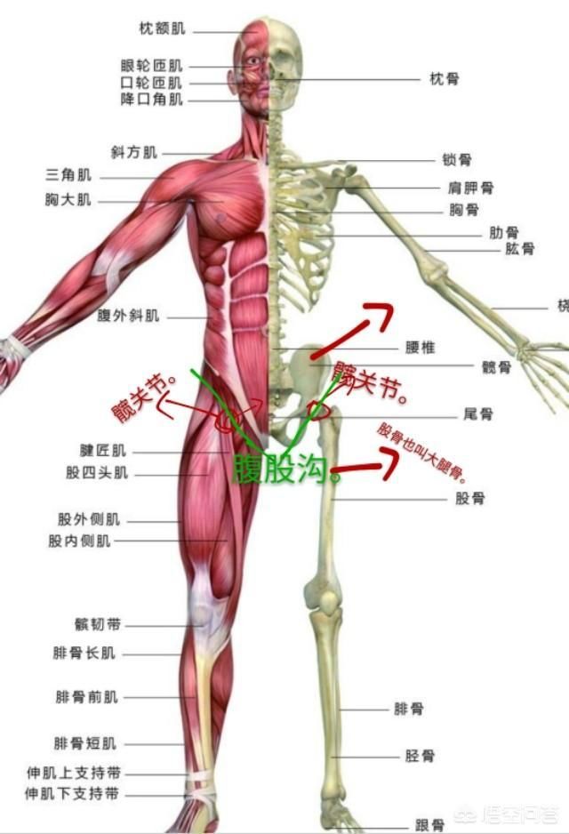 看解剖图:图中画红圈的就是大腿和骨盆相连接的地方,就是髋关节.