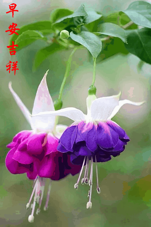 500_750 竖版 竖屏