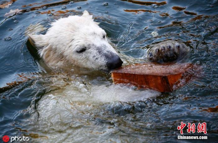 海冰变薄食物不足 56头北极熊"奇袭"俄罗斯村庄