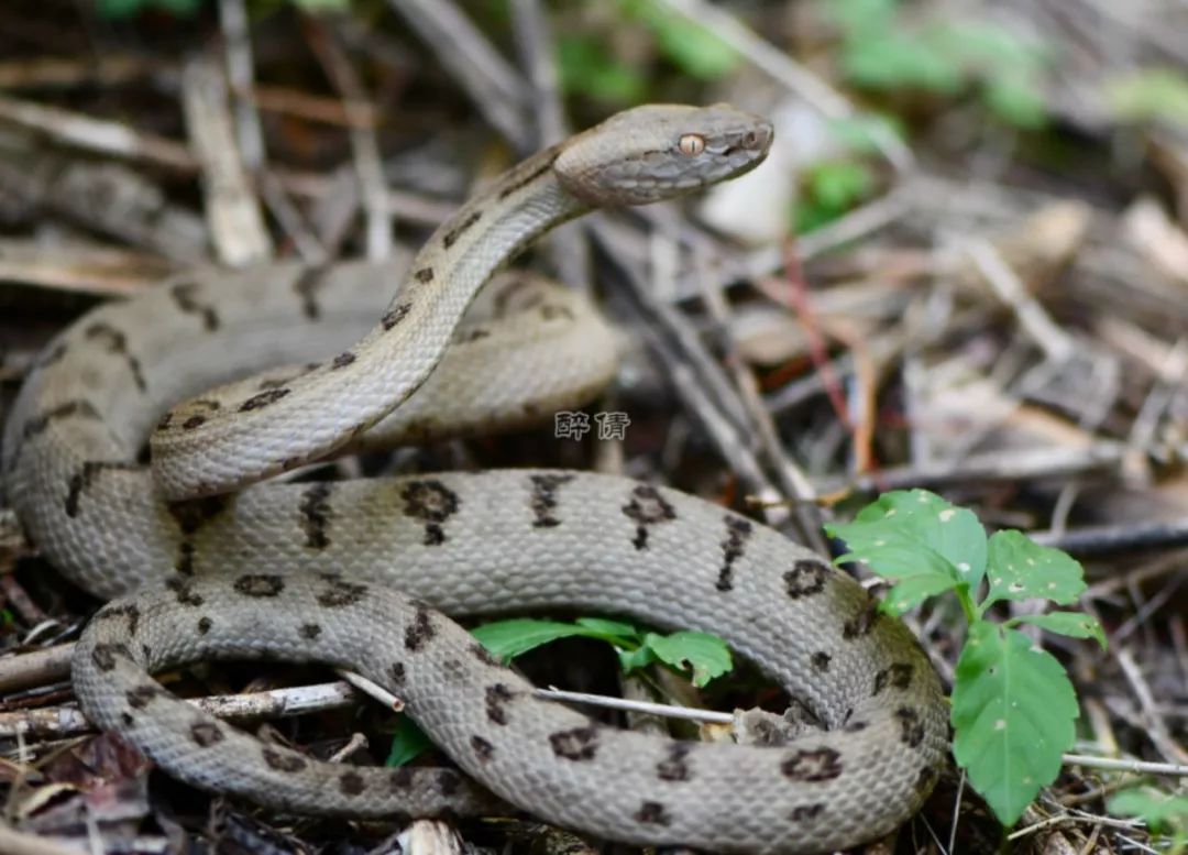 elegans 琉球原矛头蝮protobothrops flavoviridis 黄绿原矛头蝮