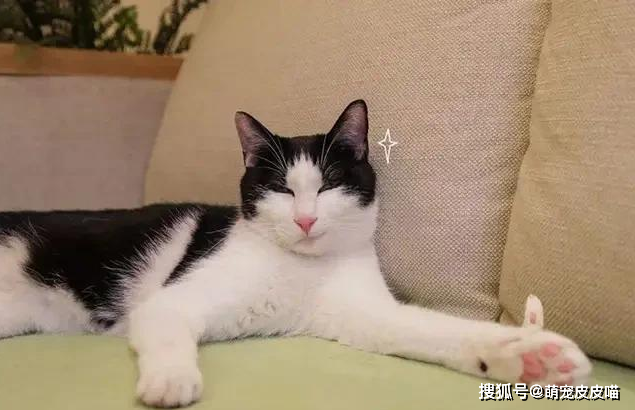 猫放屁特别臭且频繁 906278bc4c814b659c1b93b5f165e21b.png