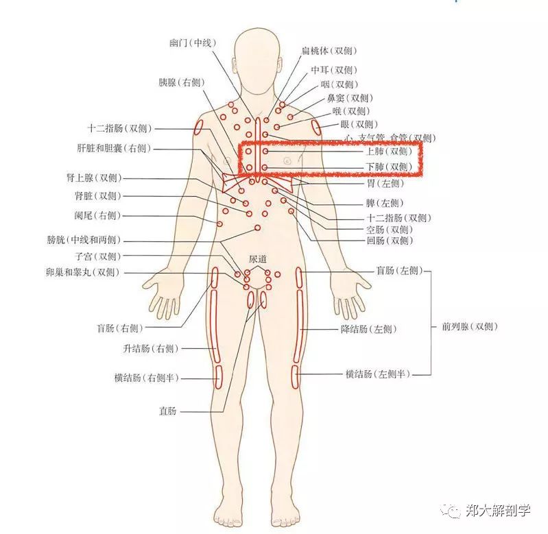 内脏点|肺_体表