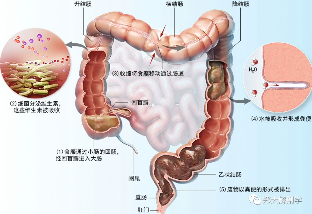 3条结肠带(肌纤维带)除直肠外,均由肠壁的纵行肌增厚形成.