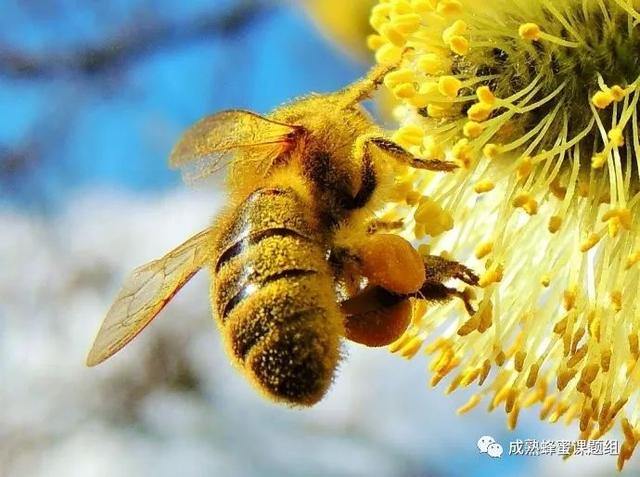 蜜蜂会不会只采蜜不采粉 a00aa2e3947847d4bf2c4246e5d50e53.jpeg