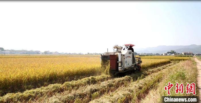 “90后”大学毕业生梅州当农民建千亩水稻基地
