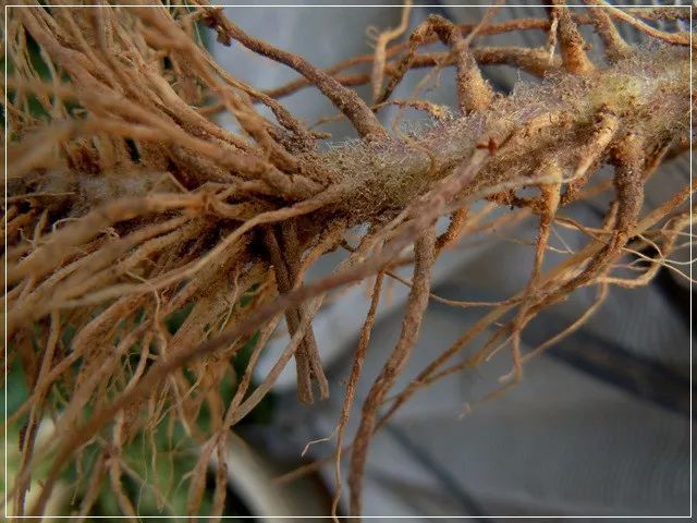 防治西红柿植株萎蔫要对症找出原因