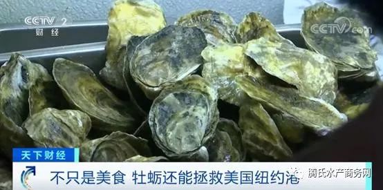 如何处理生蚝壳 a519ace3b47d44fc8fa4eb136aa48884.jpeg