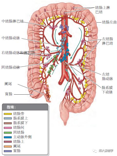 消化系统|大肠_盲肠