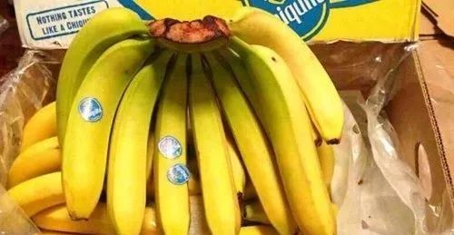 香蕉什么时候开 af54a9ff2fbb448eb3a2b8b2456c616a.jpeg