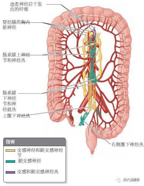 消化系统|大肠_盲肠