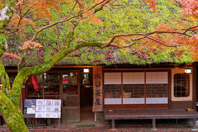2019日本赏枫攻略:从京都到奈良,从红枫到居酒