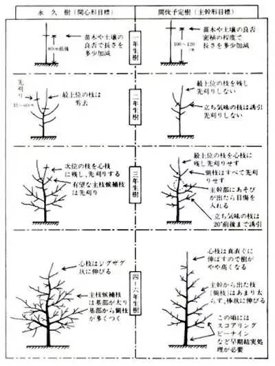 日本高品质苹果树开心形特点与整形方法带给我们的启示