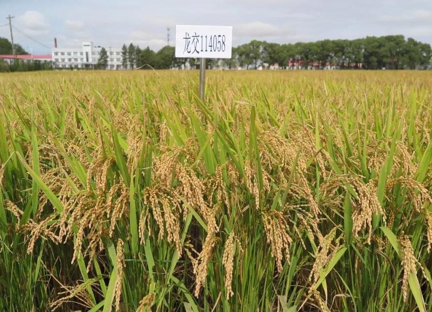 黑龙江粘水稻品种有哪些?种植粘水稻时,要注意哪些事项?