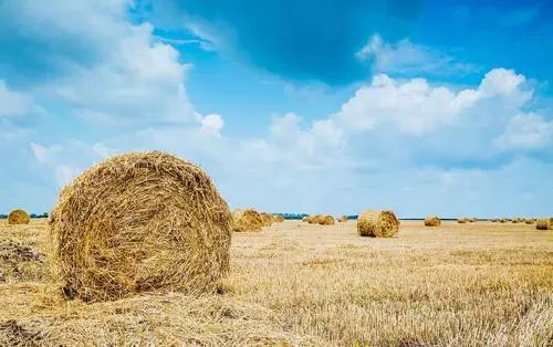 什么是黑土地保护性耕作 05f0e5d9725a4fdc9bf0f2e5e58b7d0d.jpeg