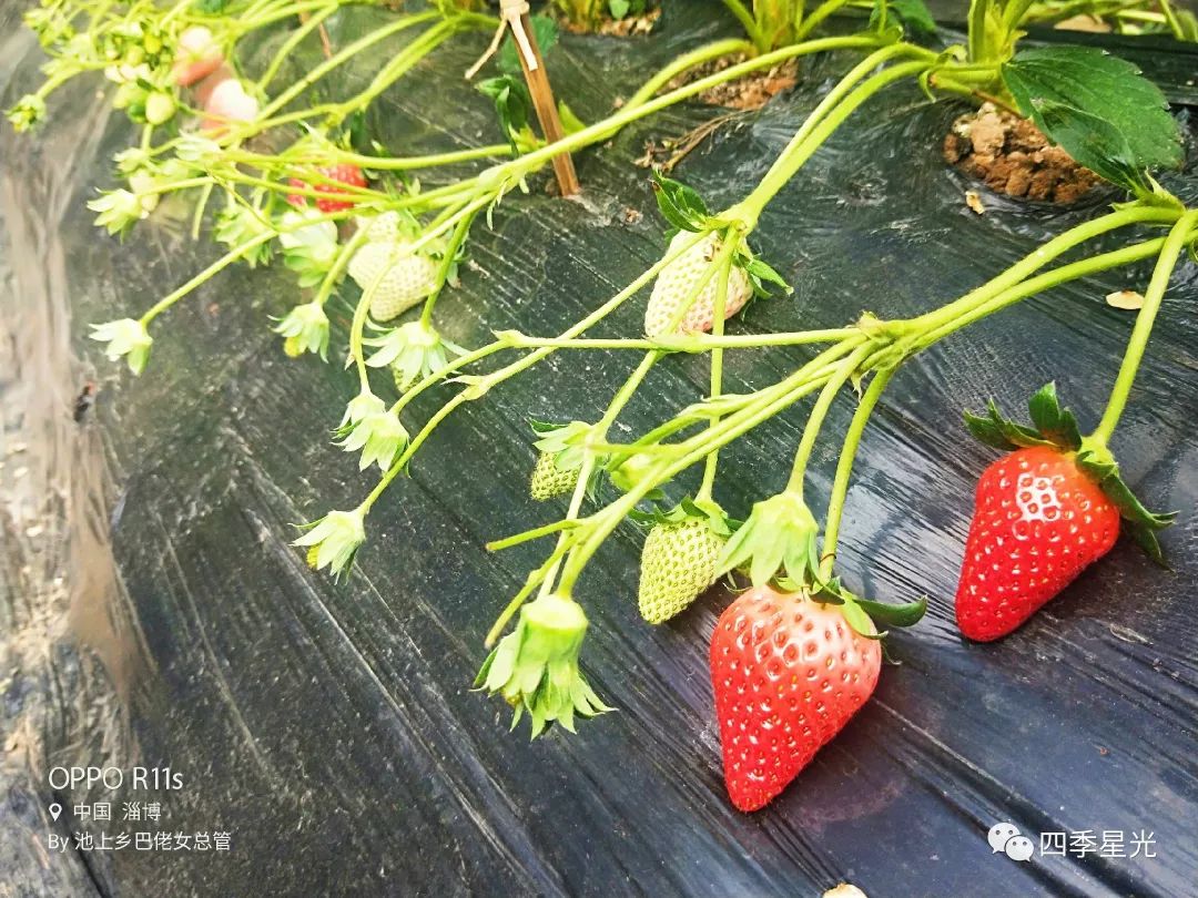 怎么才能快速去草莓印 0c6a47b9739a4c32b21b49cfeb413689.jpeg