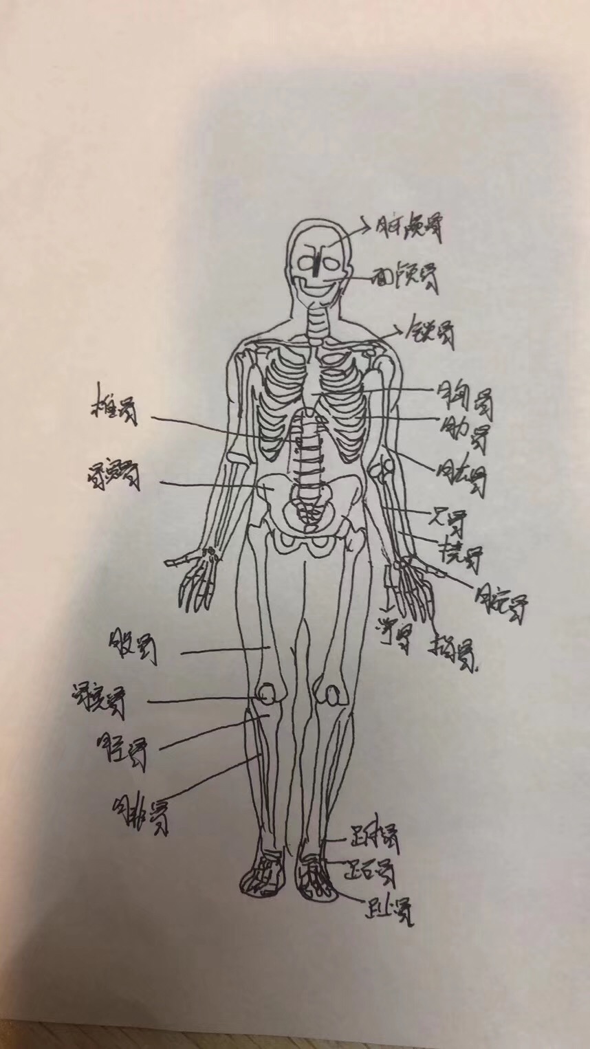 解剖学速成 | 人体肌肉连接口诀大全