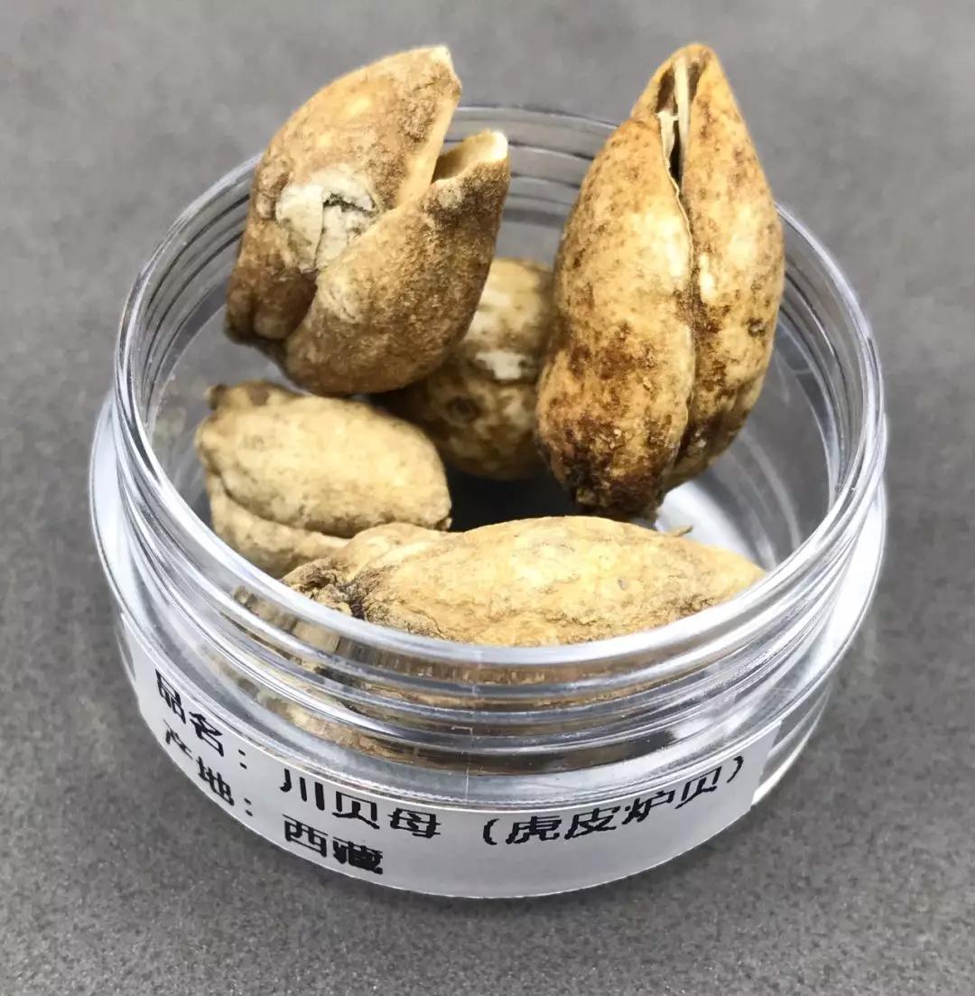 莲,放在平面上就能看出来怀中抱月,缕衣黑笃特征明显1,川贝母(松贝)
