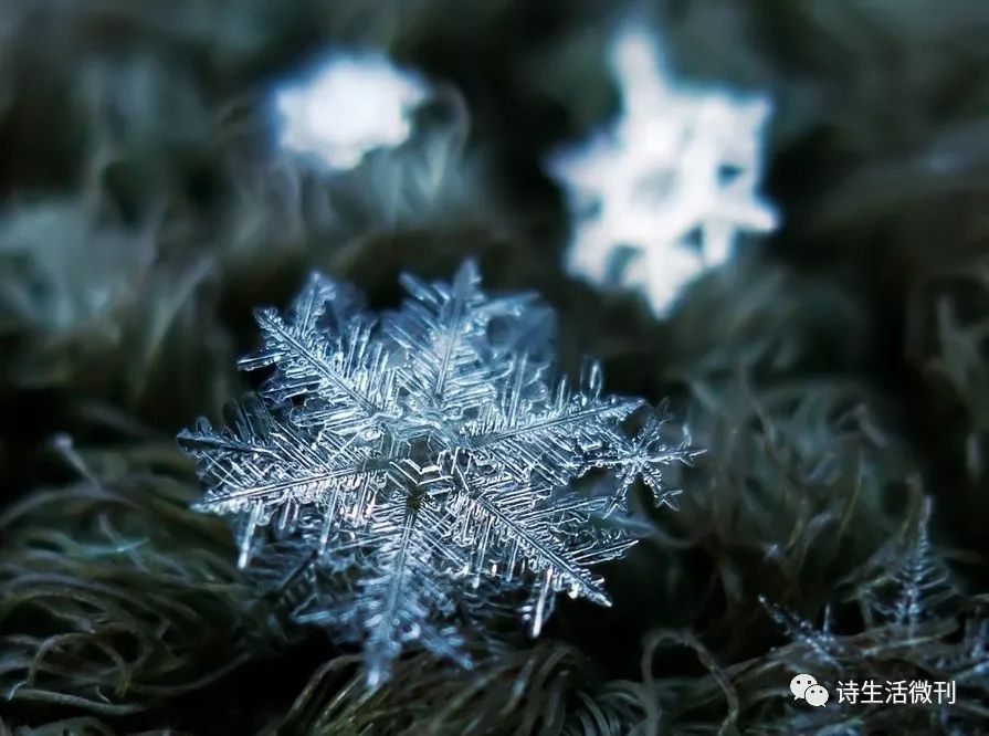 【诗生活】周末同题020期 ‖ 与一片雪花不期而遇