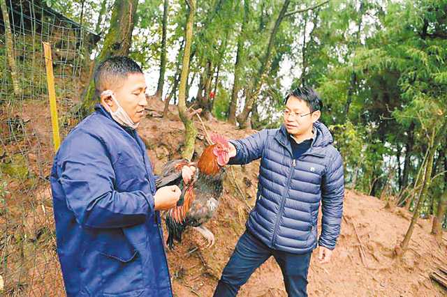 来源:重庆日报 罗清云(右)指导村民如何养好"战斗鸡.