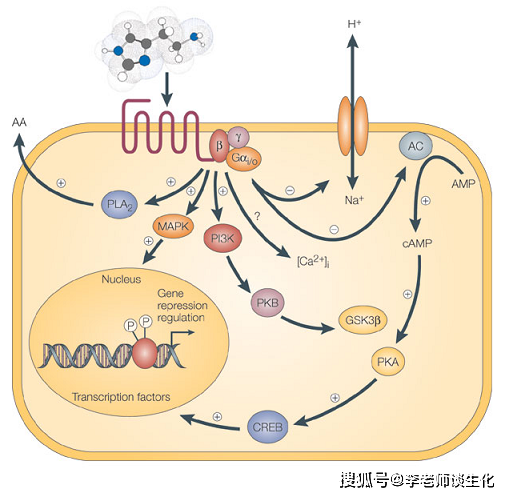 激素的作用机制(一)_受体