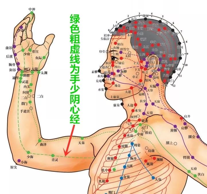 穴位知识十二经脉手少阴心经之少海穴