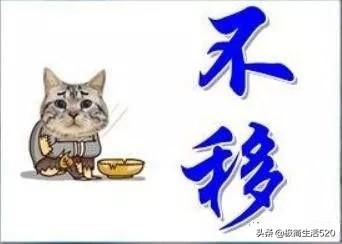 猜成语 手 乌龟是什么成语_疯狂猜成语一个手臂上面一只小鸡是什么成语?正确(2)