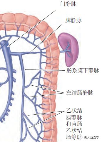 消化系统大肠Ⅱ