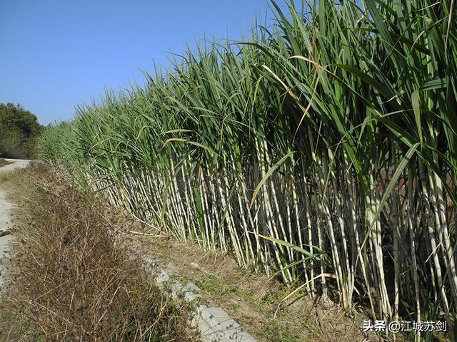 亩甘蔗地就是湖北省首家国家非物质文化遗产"古法红糖"的制作原料地